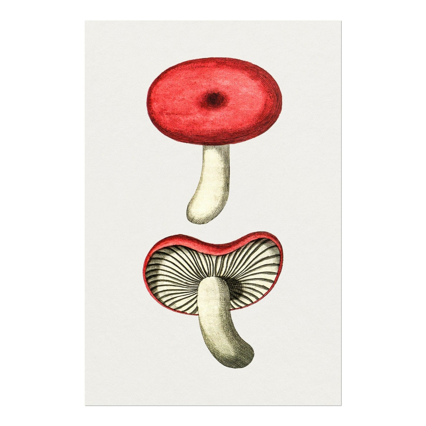 Cortinarius Purpureus Mushroom (Vintage Illustration from 'Biodiversity Heritage Library')