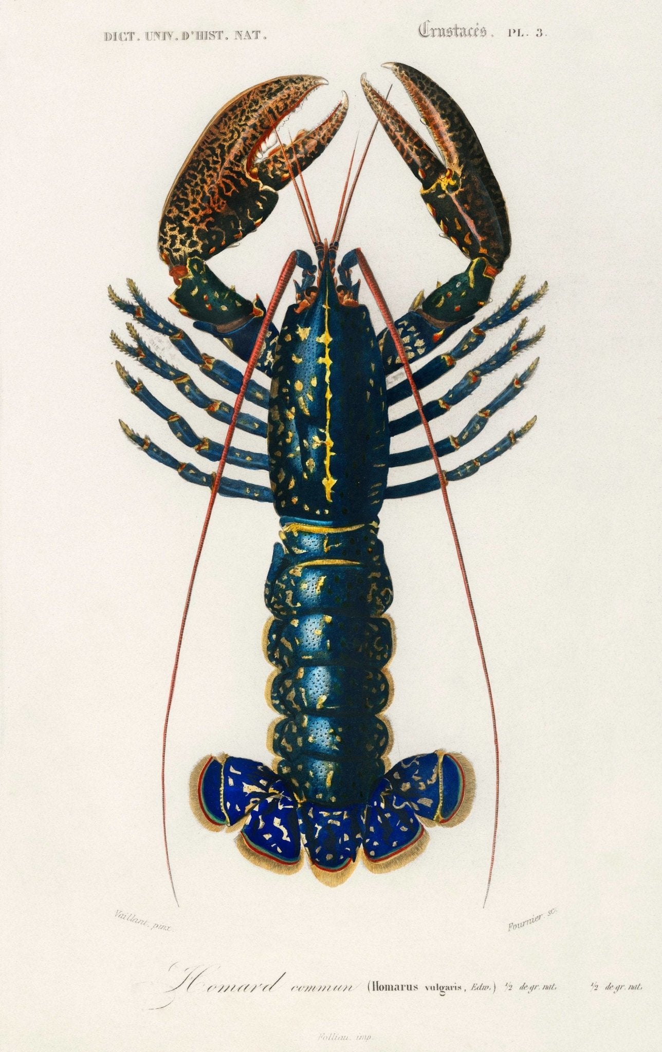 Crimson Crawfish (Animal Illustration from 'Dictionnaire Universel D'histoire Naturelle')