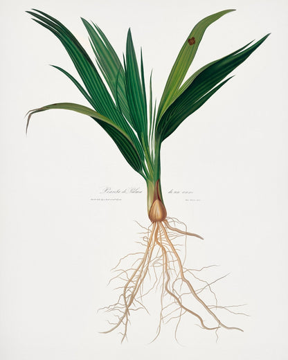 Date Palm Tree (Botanical Lithograph)