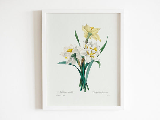 Double Daffodil by Pierre-Joseph Redouté (Raphael of Flowers) - Pathos Studio - Art Prints
