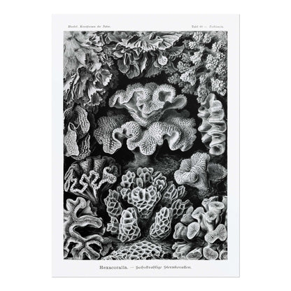 ERNST HAECKEL - Coral (Hexacoralla)