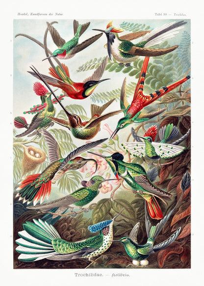 ERNST HAECKEL - Hummingbirds (Trochilidae–Kolibris)