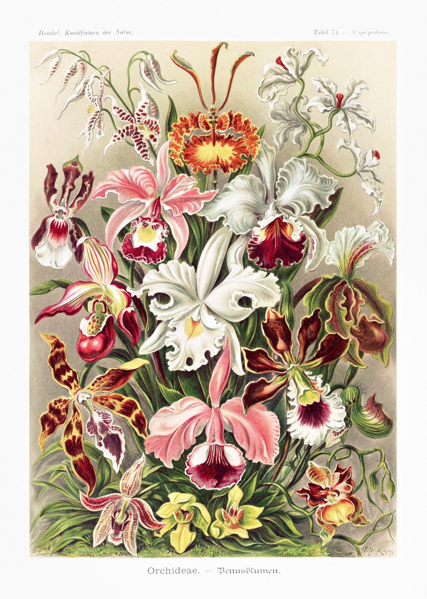ERNST HAECKEL - Orchidées (Orchideae–Denusblumen)