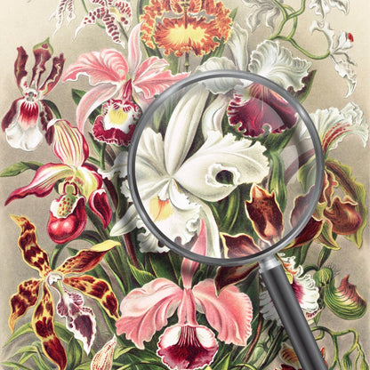 ERNST HAECKEL - Orchideen (Orchideae–Denusblumen)