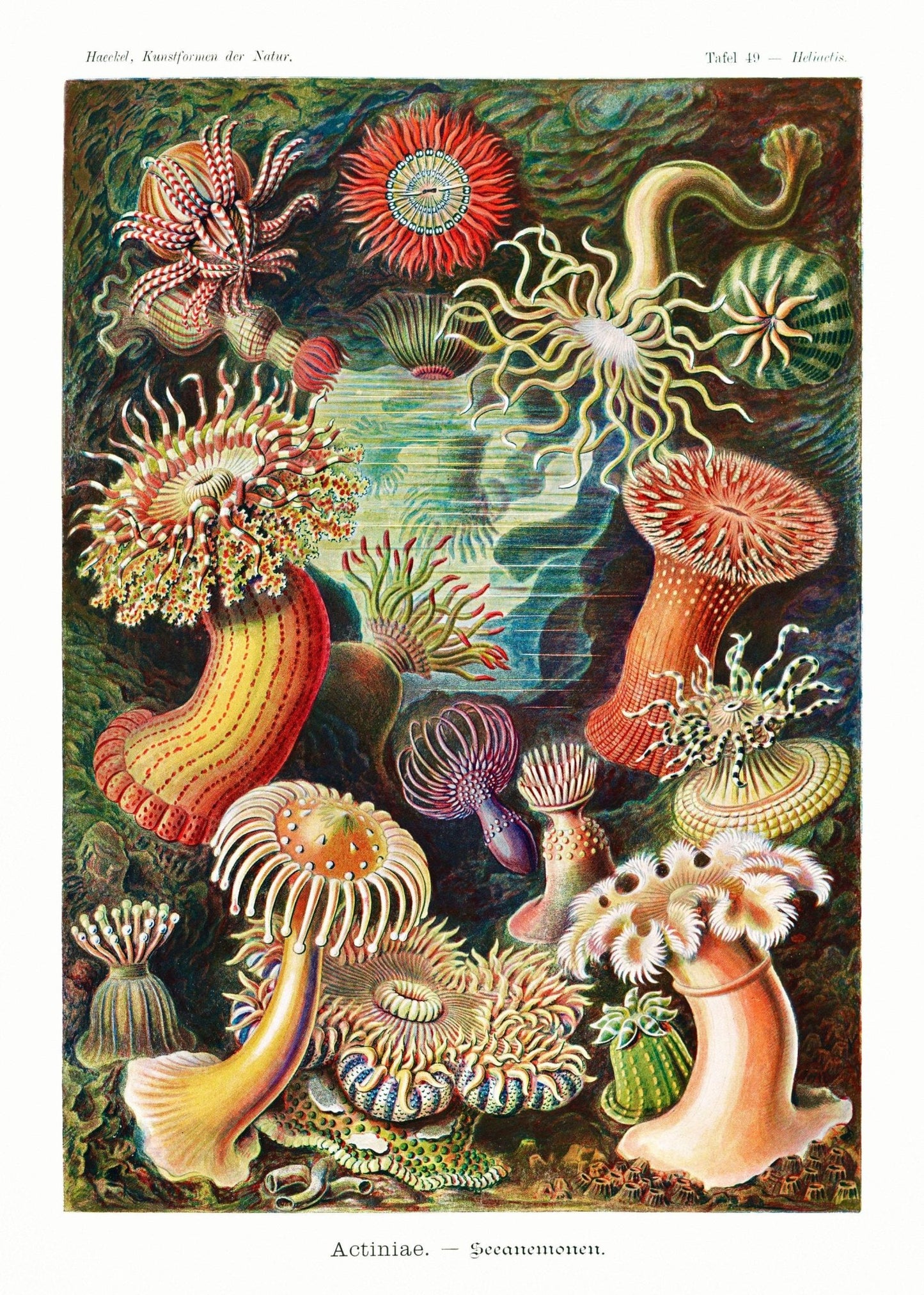 ERNST HAECKEL - Sea Anemones (Actiniae–Seeanemonen)