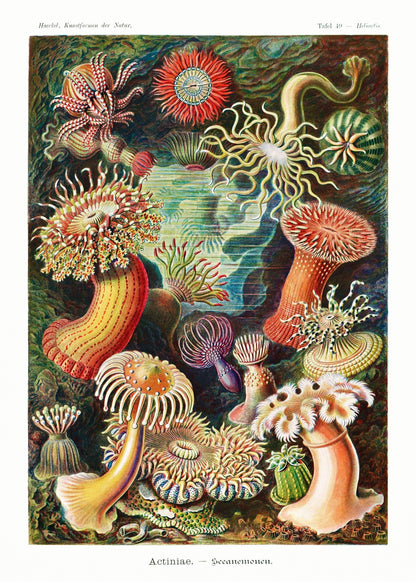 ERNST HAECKEL - Sea Anemones (Actiniae–Seeanemonen)
