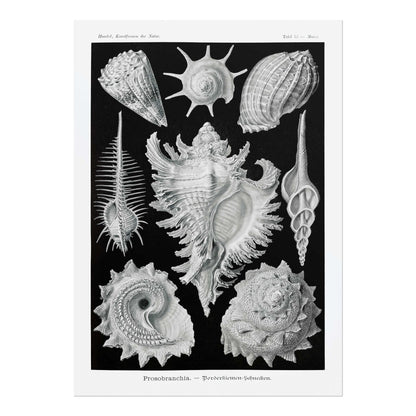 ERNST HAECKEL - Sea Shells (Prosobranchia)
