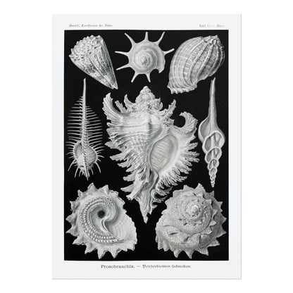 ERNST HAECKEL - Coquillages (Prosobranches)