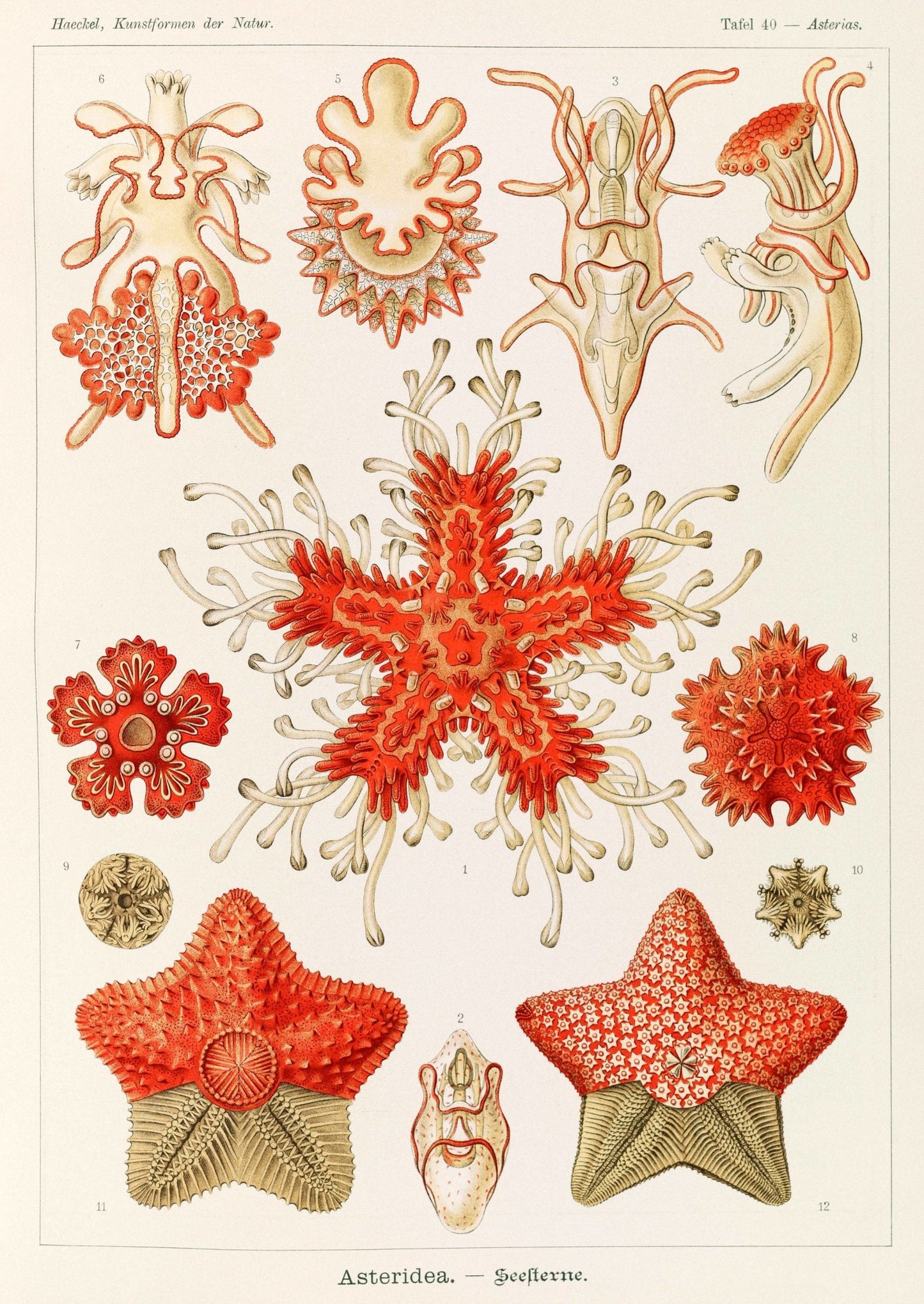 ERNST HAECKEL - Starfish (Asteridea )