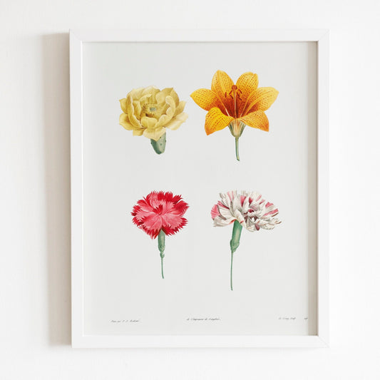 Flower Set from La Botanique by Pierre-Joseph Redouté (Raphael of Flowers) - Pathos Studio - Art Prints