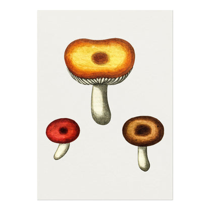 Galerina Mushroom (Vintage Illustration from 'Medical Botany')