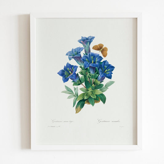 Gentiana Acaulis by Pierre-Joseph Redouté (Raphael of Flowers) - Pathos Studio - Art Prints