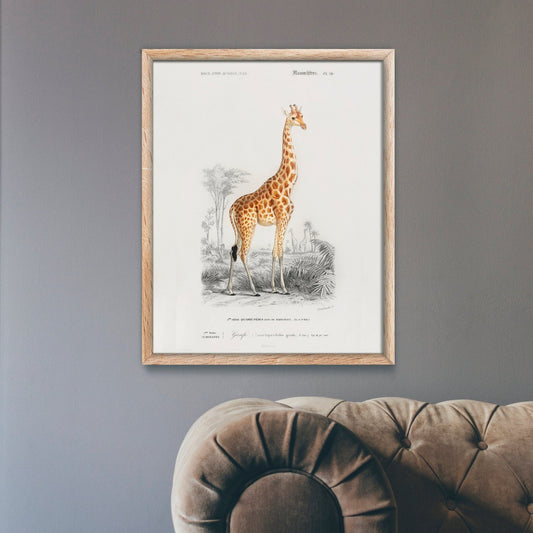 Giraffe (Tierillustration aus „Dictionnaire Universel D'histoire Naturelle“)