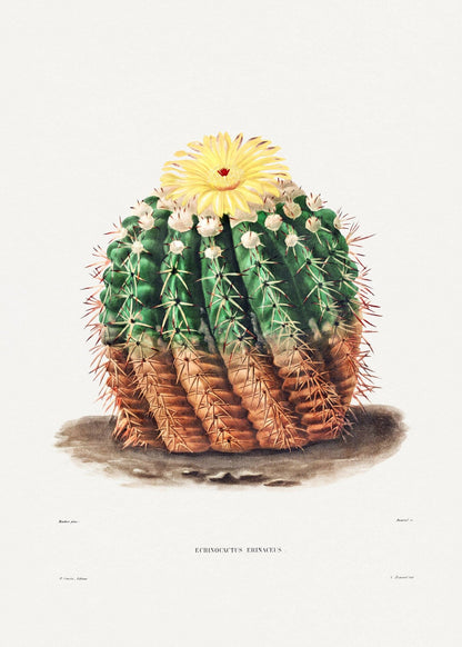 Golden Barrel Cactus (Botanical Lithograph)
