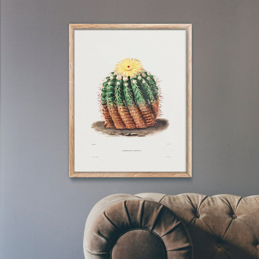 Golden Barrel Cactus (Botanische Lithographie)
