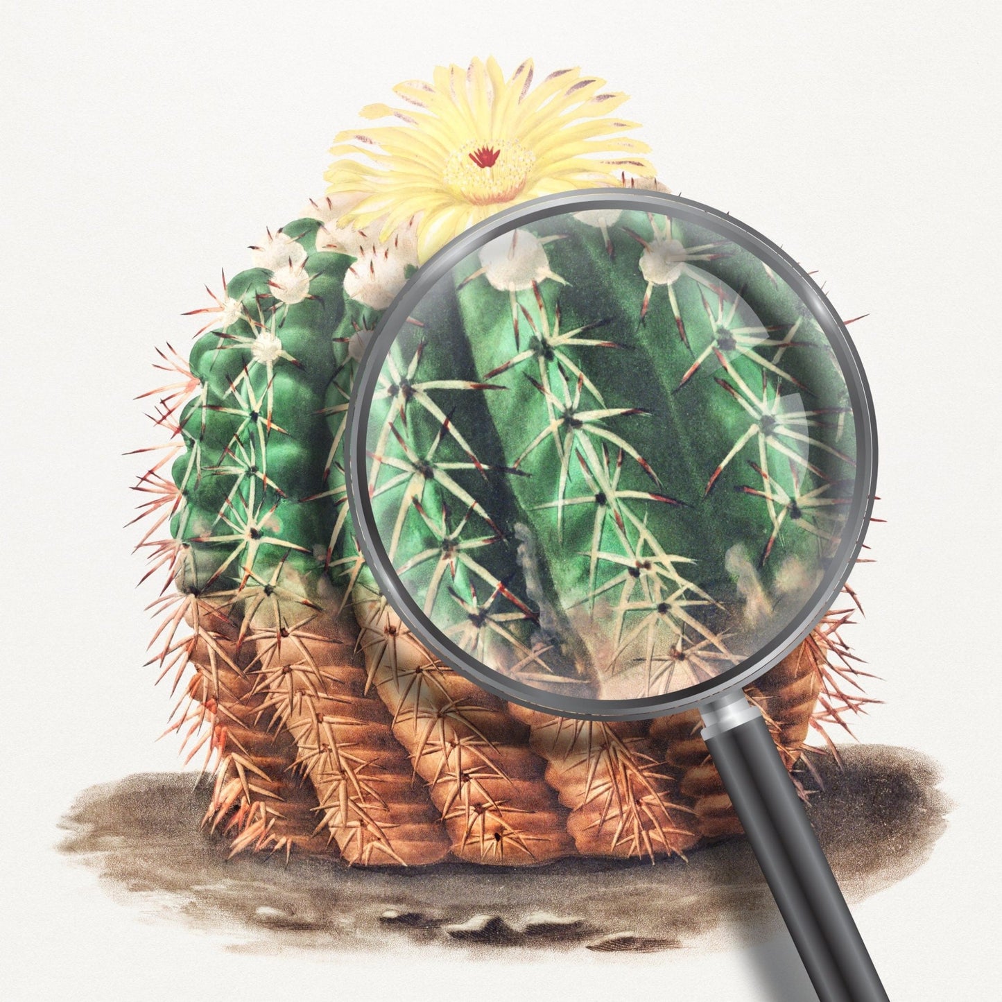 Golden Barrel Cactus (Botanische Lithographie)