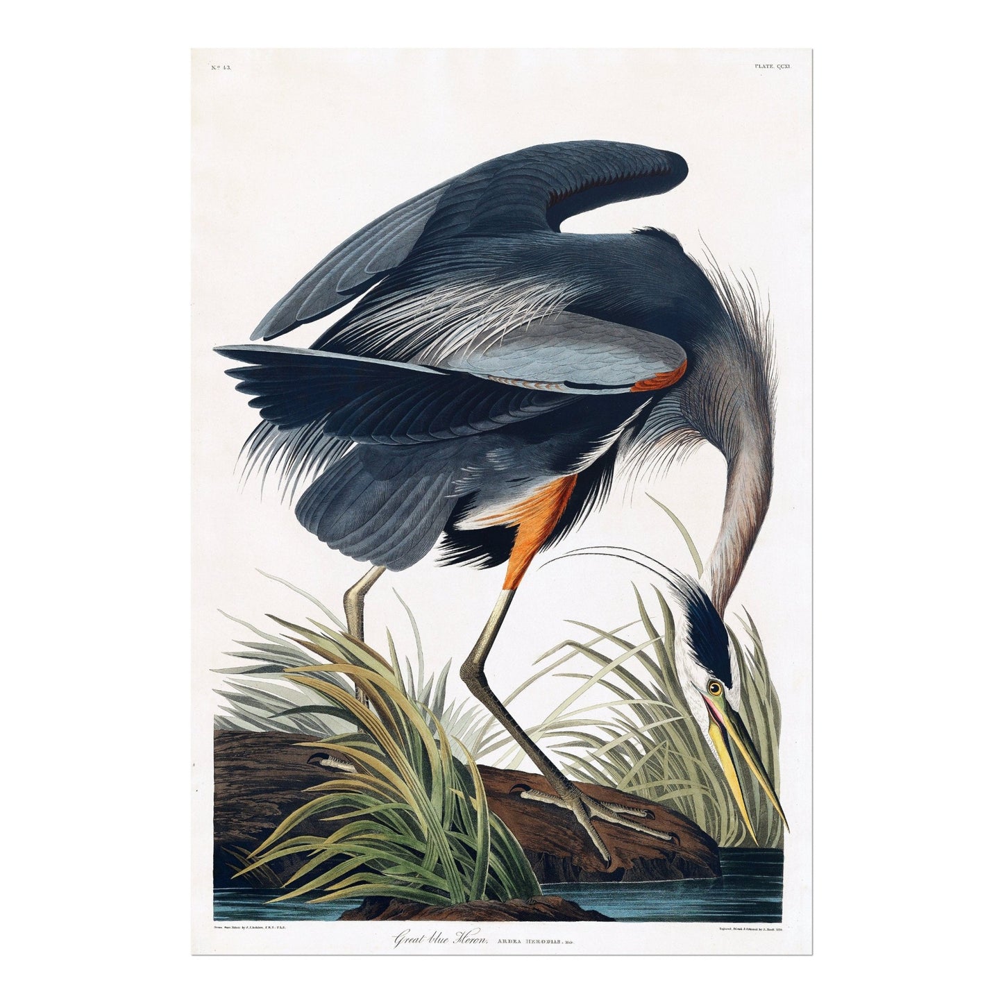 Great Blue Heron (Vintage Illustration from 'Birds Of America' by John James Audubon)