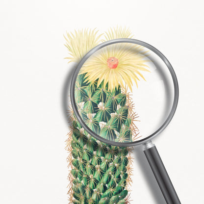 Cactus Hérisson (Lithographie Botanique)