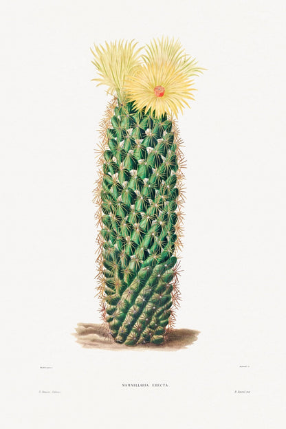 Igelkaktus (botanische Lithographie)
