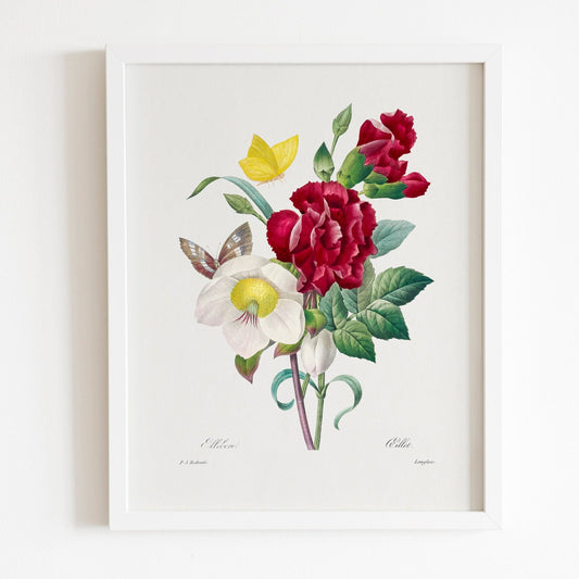 Hellebore and Oeillet by Pierre-Joseph Redouté (Raphael of Flowers) - Pathos Studio - Art Prints