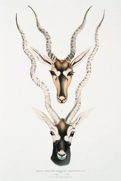 Antilope indienne (Lithographie animale de 'Illustrations of Indian Zoology')