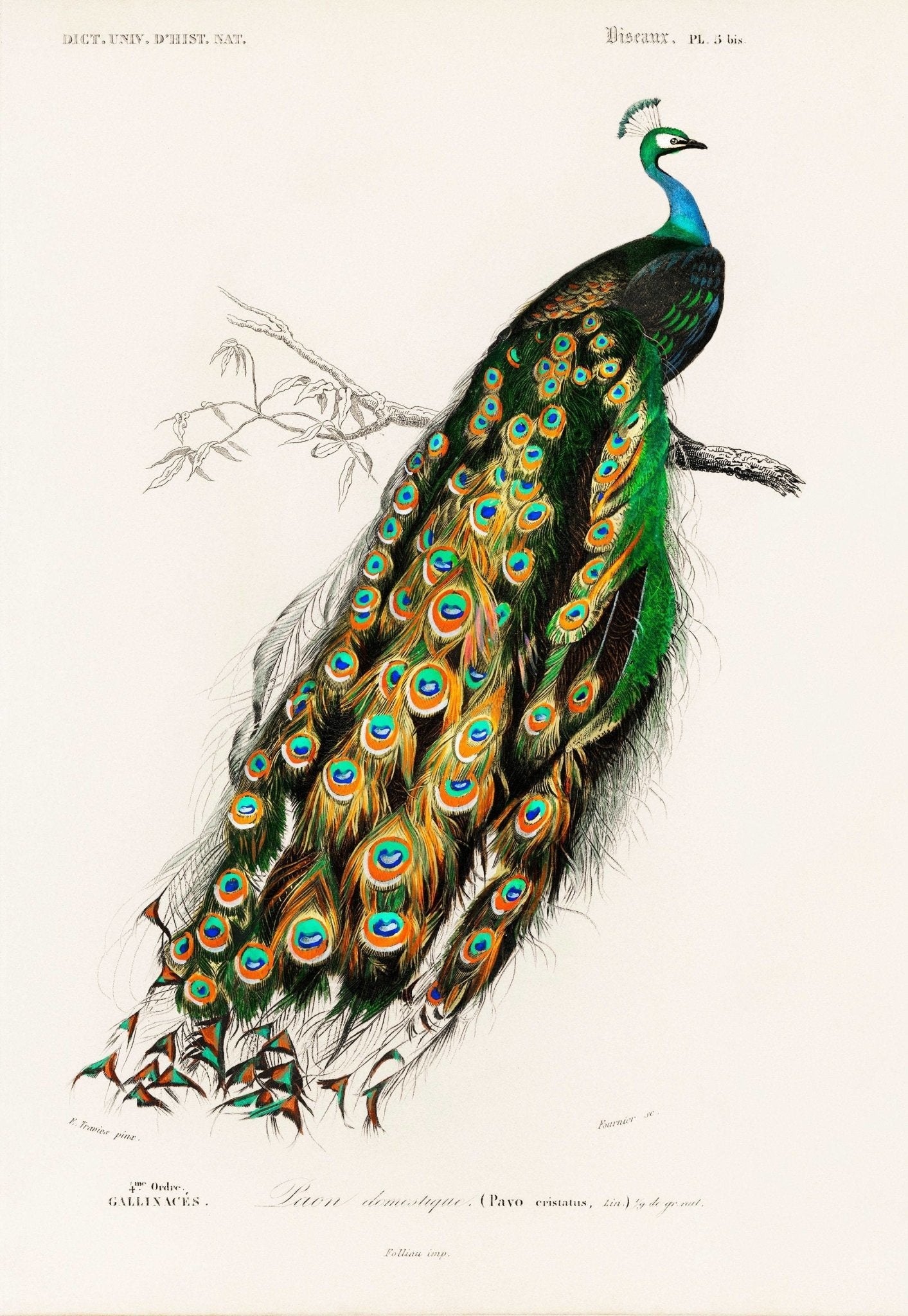 Indian Peacock (Animal Illustration from ‘Dictionnaire Universel D'histoire Naturelle’)