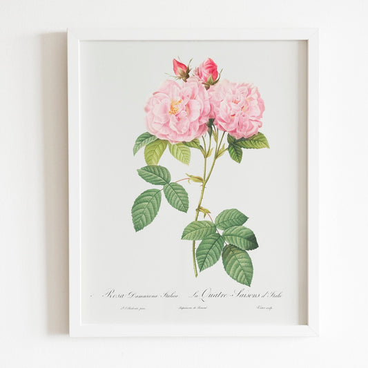 Italian Damask Rose by Pierre-Joseph Redouté (Raphael of Flowers) - Pathos Studio - Art Prints