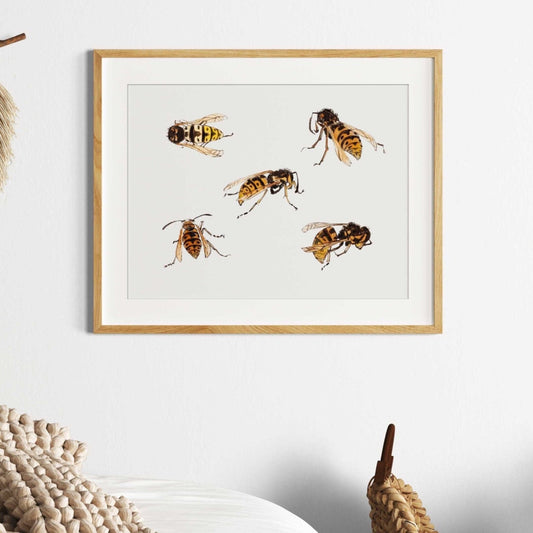 JULIE DE GRAAG – Studien über Wespen