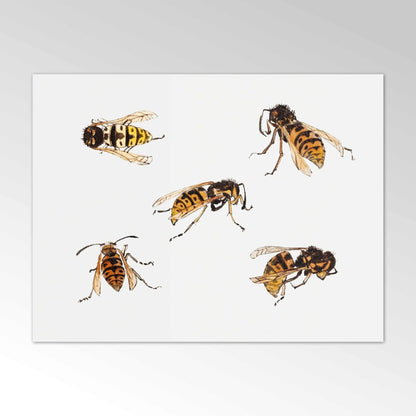 JULIE DE GRAAG - Studies of Wasps