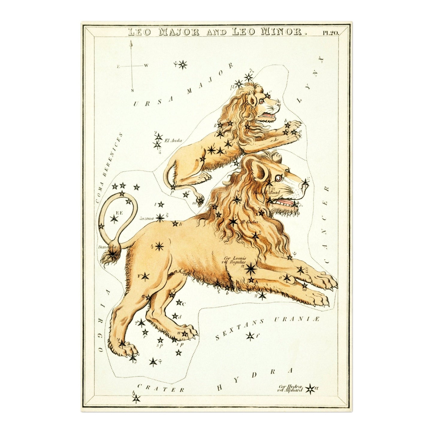 LEO – Sternbild Löwe und Jungtier