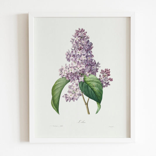 Lilac by Pierre-Joseph Redouté (Raphael of Flowers) - Pathos Studio - Art Prints