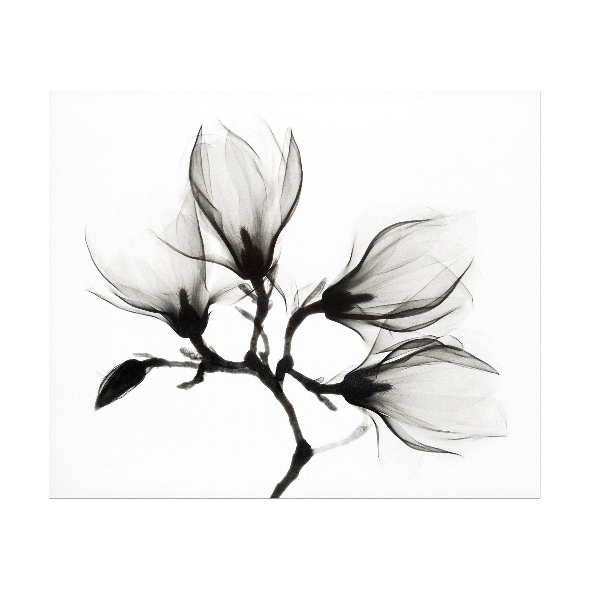 Magnolia Branch with Four Flowers - Pathos Studio - Art Prints