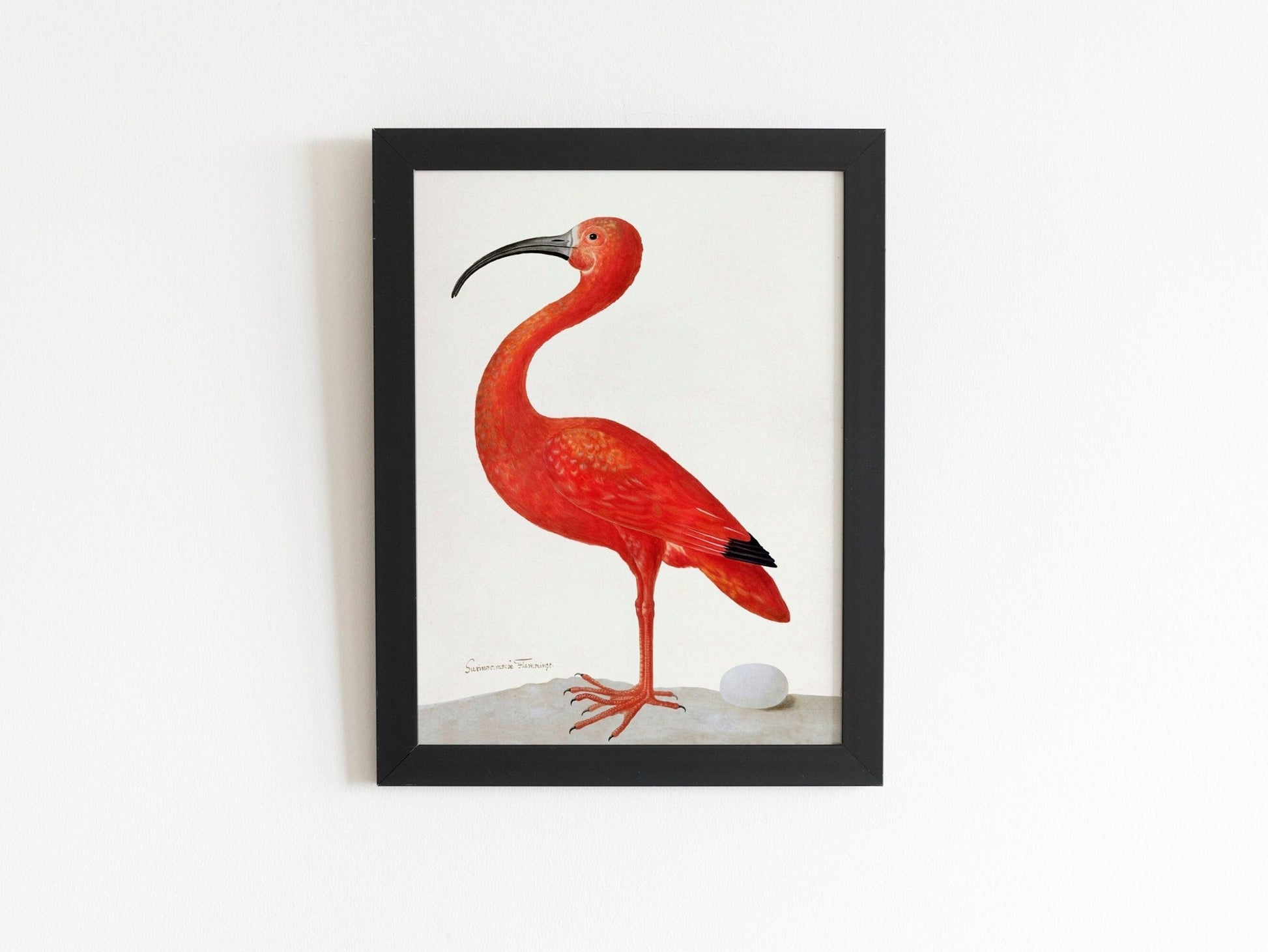 MARIA SIBYLLA MERIAN - Scarlet Ibis With An Egg - Pathos Studio - Posters, Prints, & Visual Artwork