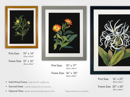 MARY DELANY - Scarlet-Flowered Phyvic-Nut - Pathos Studio - Posters, Prints, & Visual Artwork