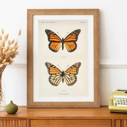 Monarch Butterfly (Vintage Illustration from Moths & Butterflies of the United States)