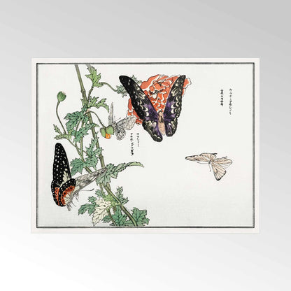 MORIMOTO TOKO - Butterflies And Plant Illustration