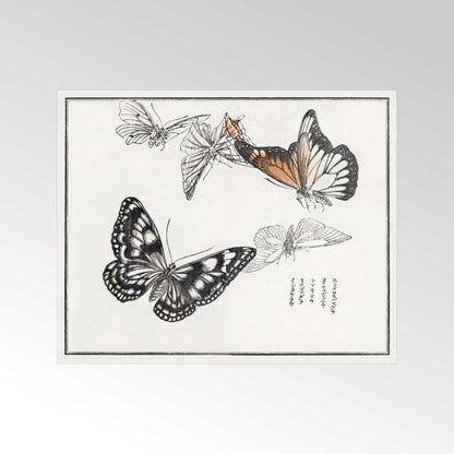 MORIMOTO TOKO - Butterflies Illustration