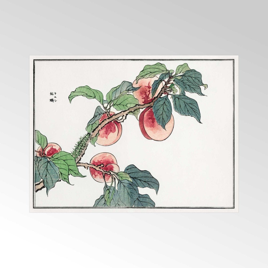 MORIMOTO TOKO - Raupe auf einem Pfirsichbaum