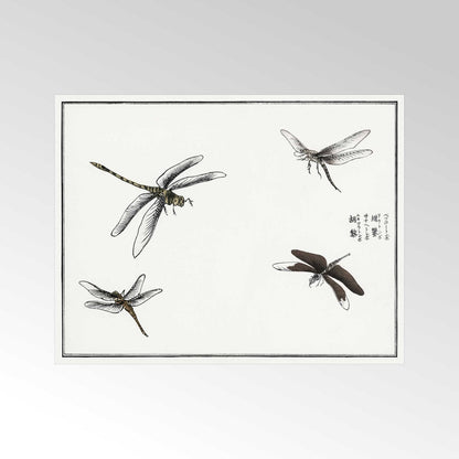 MORIMOTO TOKO - Libellen-Illustration