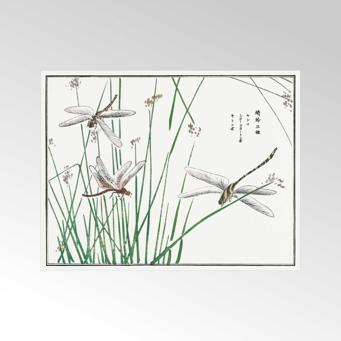 MORIMOTO TOKO - Illustration de libellules