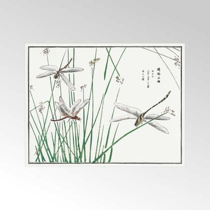 MORIMOTO TOKO - Dragonflies Illustration