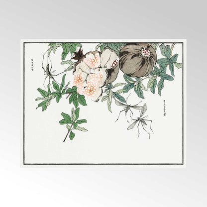 MORIMOTO TOKO - Pomegranate Illustration