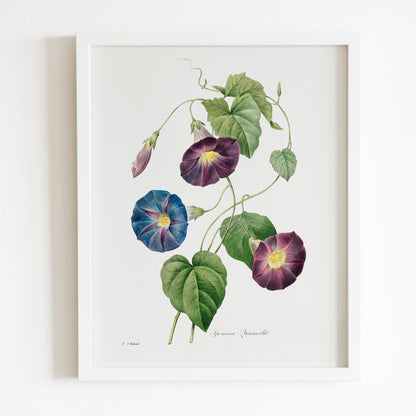 Morning Glory by Pierre-Joseph Redouté (Raphael of Flowers) - Pathos Studio - Art Prints