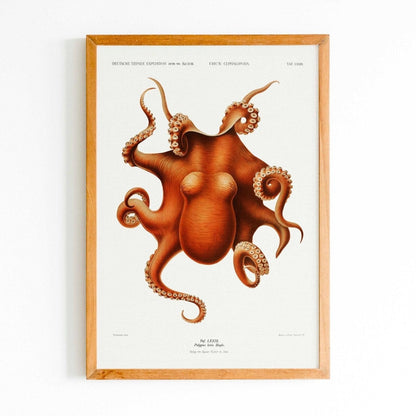 Octopus (Vintage Aquatic Animal Illustration)