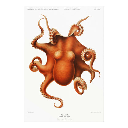 Octopus (Vintage Aquatic Animal Illustration)