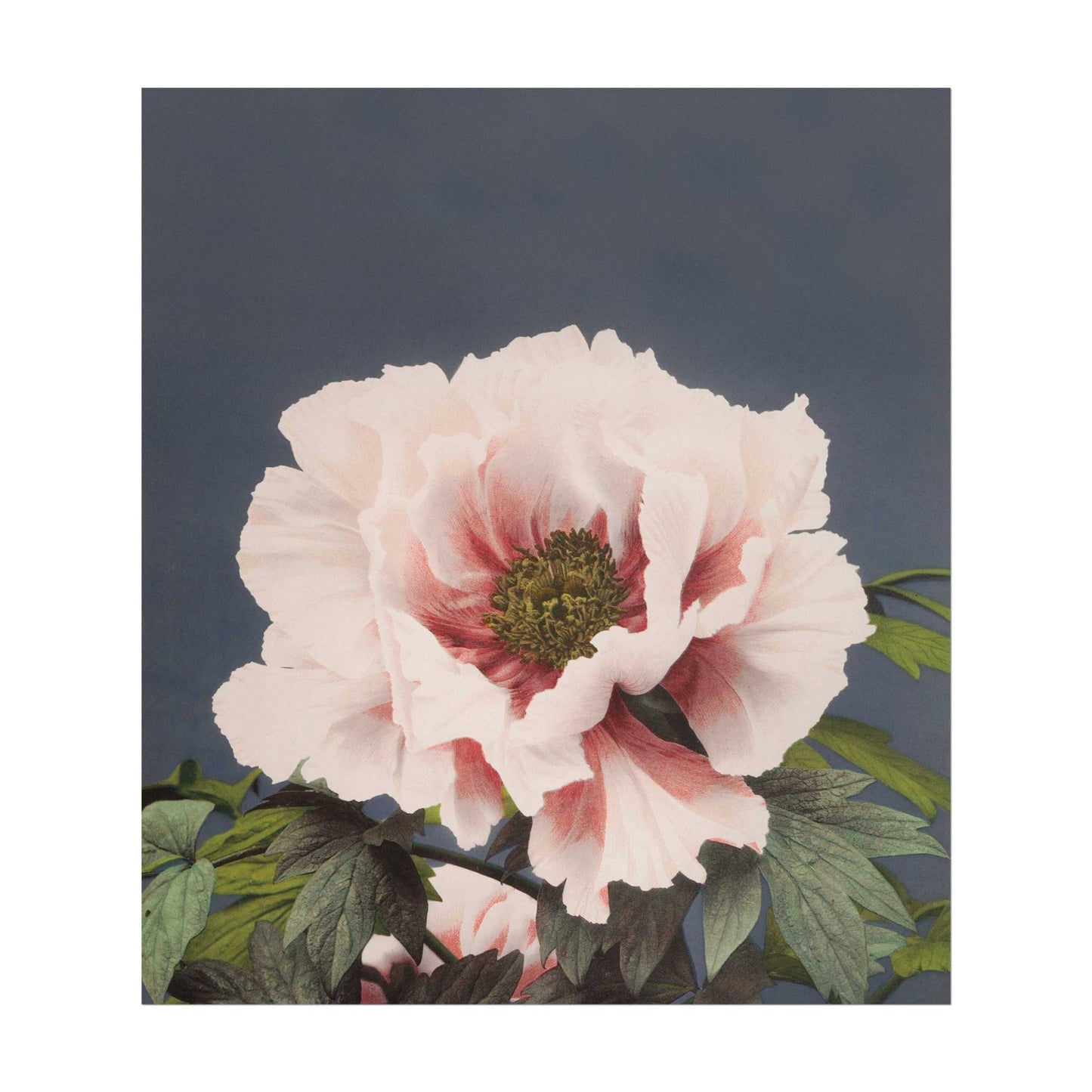 OGAWA KAZUMASA - Peony