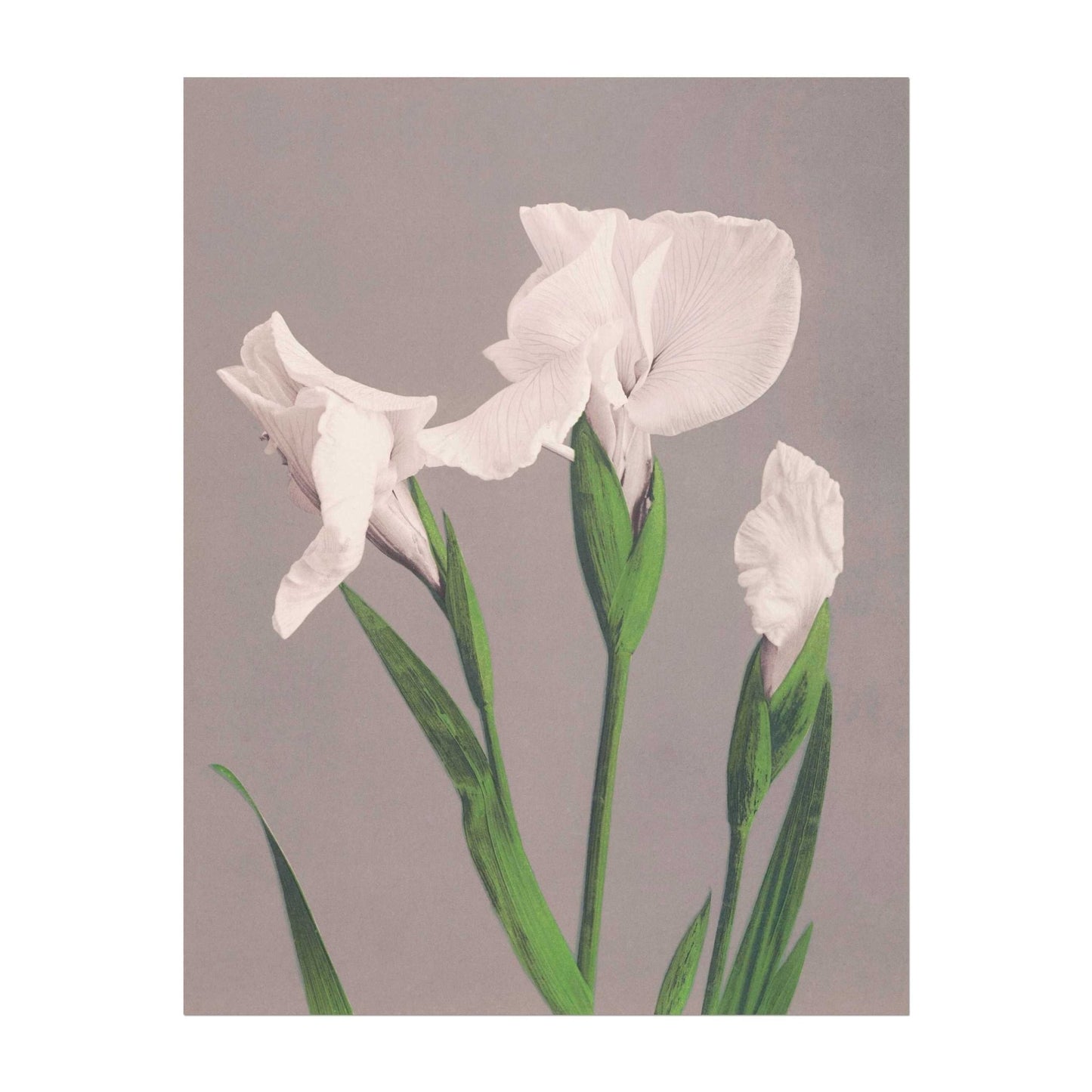 OGAWA KAZUMASA - White Irises