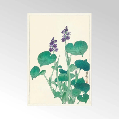 OHARA KOSON - Blooming Hosta