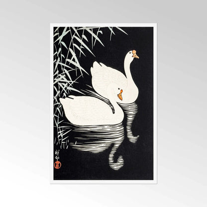 OHARA KOSON – Weiße chinesische Gänse schwimmen bei Reeds