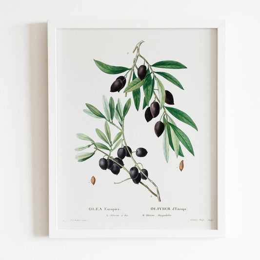 Olive (Olea Europaea) by Pierre-Joseph Redouté (Raphael of Flowers) - Pathos Studio - Art Prints